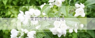 莲藕怎么种植