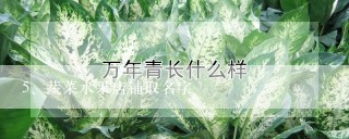 蔬菜水果店铺取名字