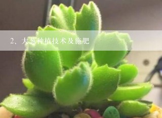 大葱种植技术及施肥