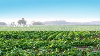 油茶种植技术