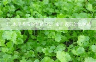 家里香菜的种植方法 家里香菜怎么种植