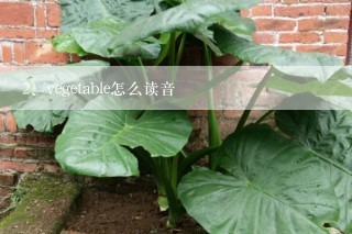 vegetable怎么读音