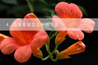 蒜黄在家怎么种植方法