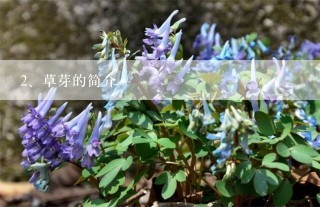 草芽的简介