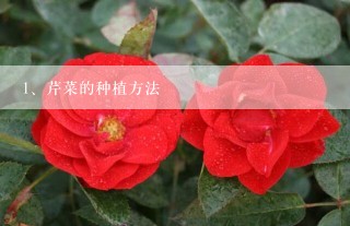 芹菜的种植方法