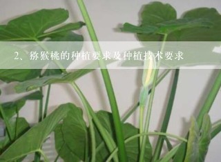 猕猴桃的种植要求及种植技术要求