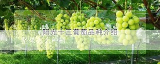 坚果怎么种植