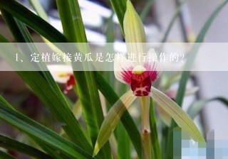 定植嫁接黄瓜是怎样进行操作的？