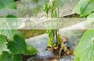 蔬菜的营养价值及功效