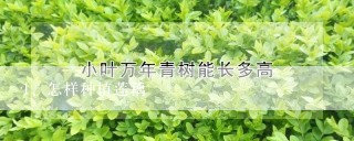 怎样种植莲藕