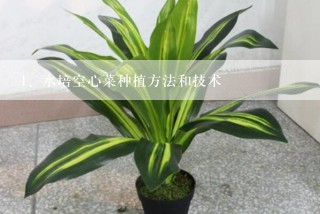 水培空心菜种植方法和技术