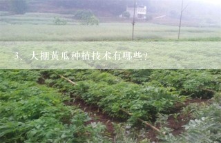 大棚黄瓜种植技术有哪些？