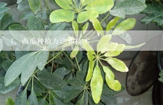 西瓜种植方法和技术