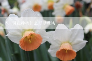 现在种植什么可以赚钱