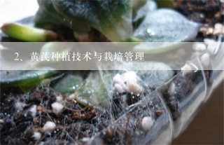 黄芪种植技术与栽培管理