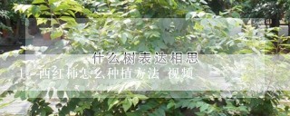 西红柿怎么种植方法 视频