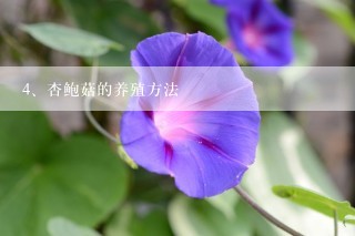 杏鲍菇的养殖方法