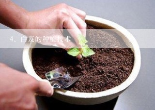 白芨的种植技术