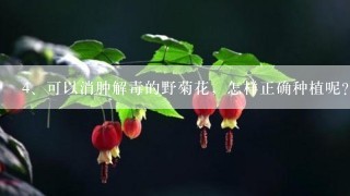 可以消肿解毒的野菊花，怎样正确种植呢？