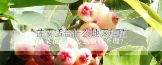 种植韭菜花，该怎么做好管理？