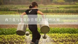 西兰花与菜花在营养上有哪些区别