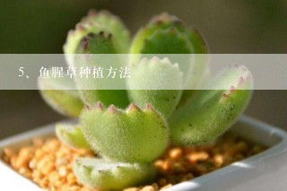 鱼腥草种植方法