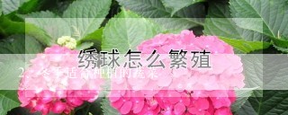 冬季适合种植的蔬菜