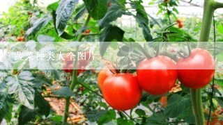 蔬菜种类大全图片