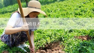 春季土豆种植技术