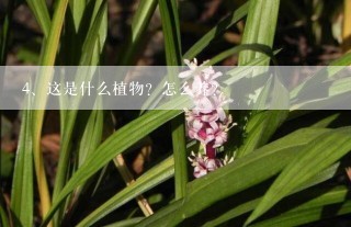 这是什么植物？怎么养？