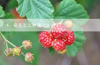 菊花怎么种植方法如下