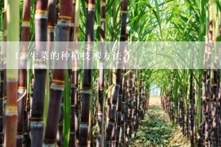 生菜的种植技术方法