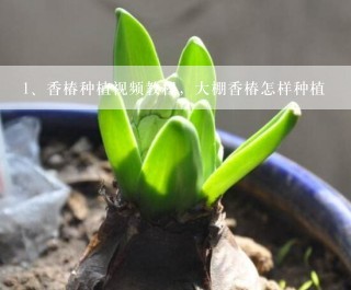 香椿种植视频教程，大棚香椿怎样种植