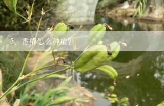 香椿怎么种植？