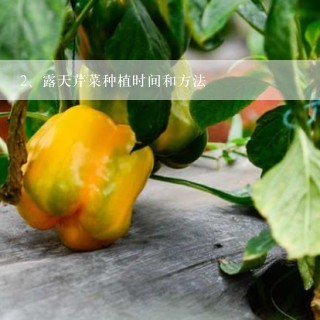 露天芹菜种植时间和方法