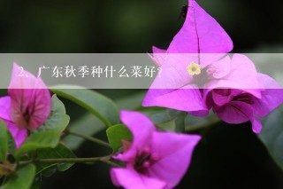 广东秋季种什么菜好？