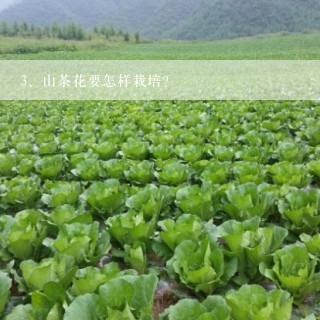 山茶花要怎样栽培？