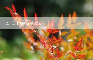 怎样种植茶树菇？