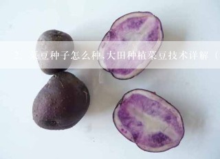 菜豆种子怎么种,大田种植菜豆技术详解（附图）