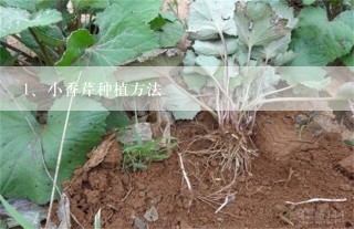 小香芹种植方法