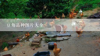 豆角品种图片大全