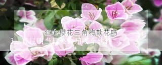 查昆明当日菜价用哪个软件