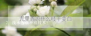 浅水莲藕种植技术?