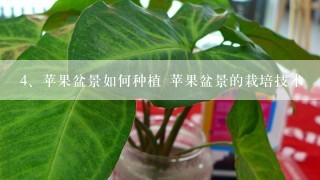 苹果盆景如何种植 苹果盆景的栽培技术