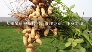 大棚吊蓝种植技术，管理方法，注意事项