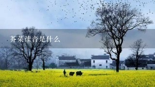 芥菜读音是什么