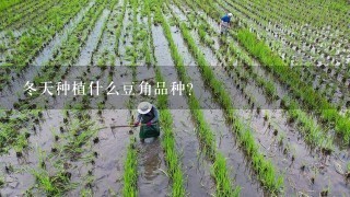 冬天种植什么豆角品种？