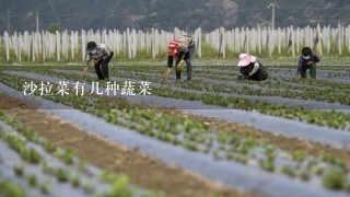 沙拉菜有几种蔬菜