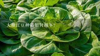 大棚豇豆种植如何越冬？