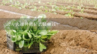 北方大棚种植什么最赚钱？